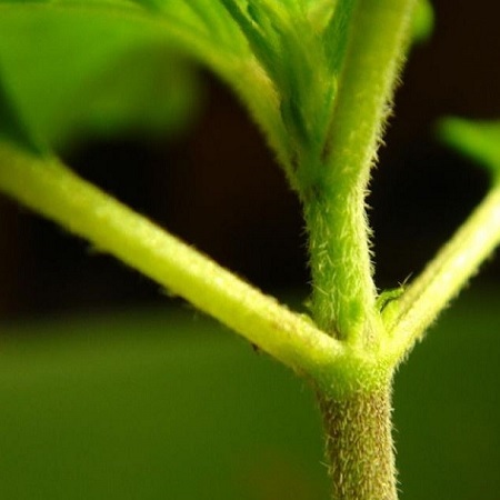 Cannabis stems